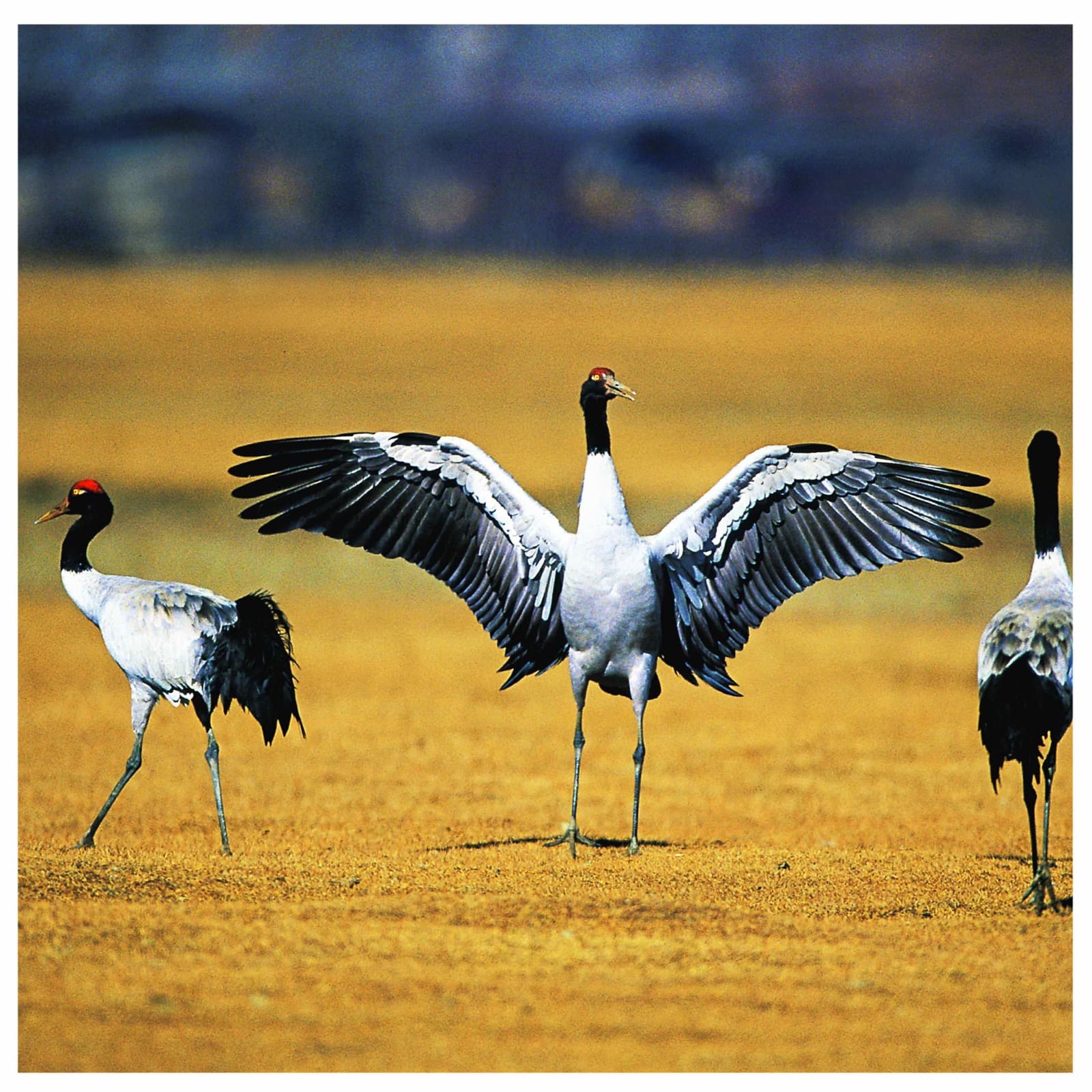 Black-necked cranes dancing on the plateau