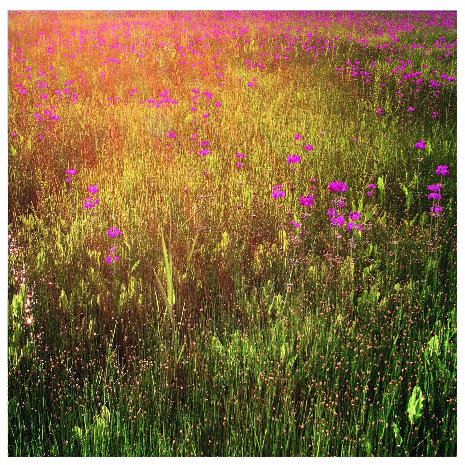 Golden sunlit meadow with wildflowers