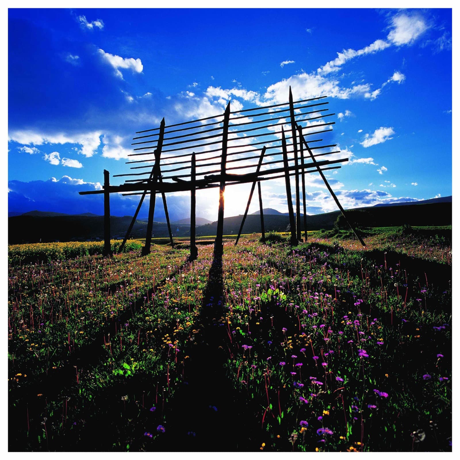 Wooden structure in blooming highland meadow