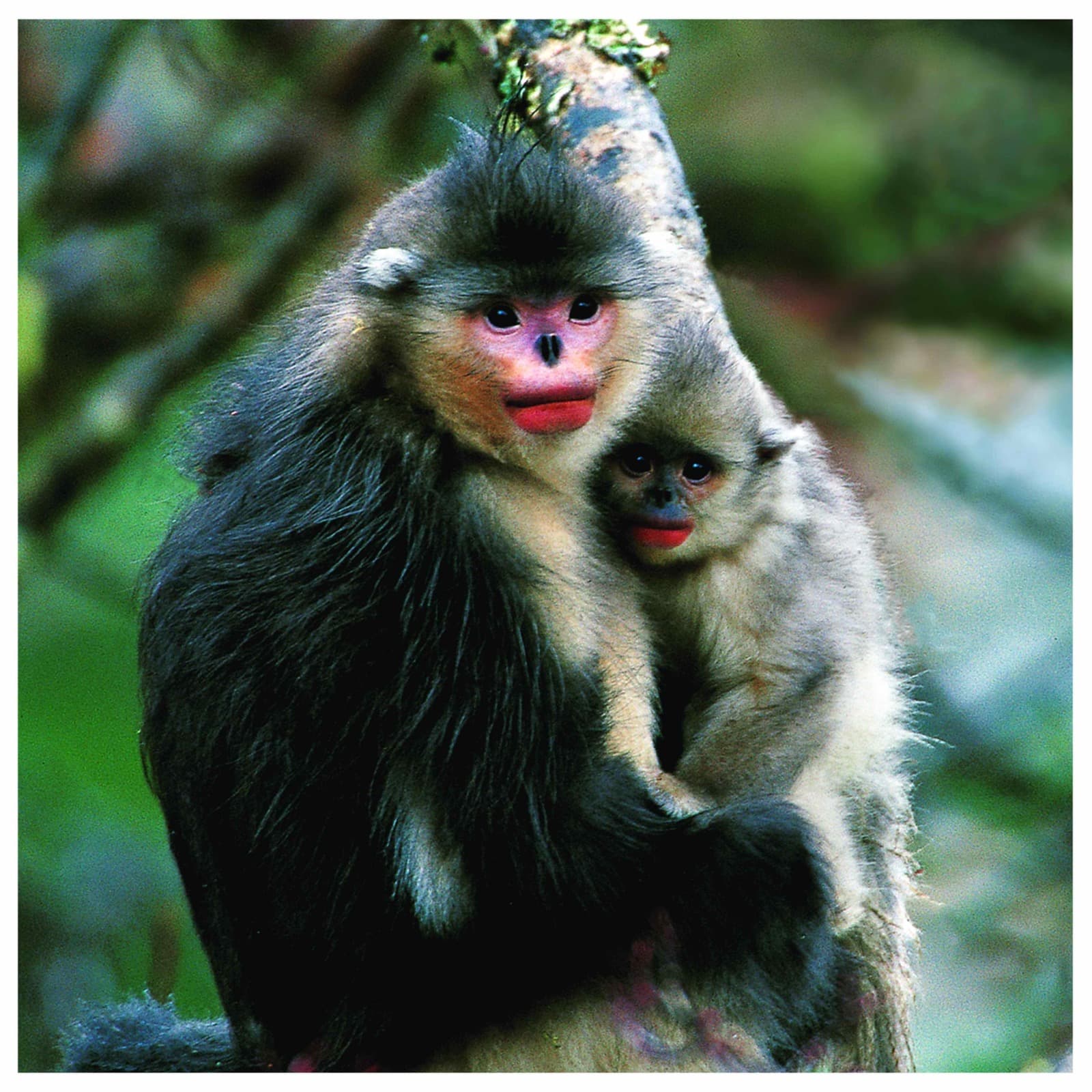 Snub-nosed monkey mother and baby